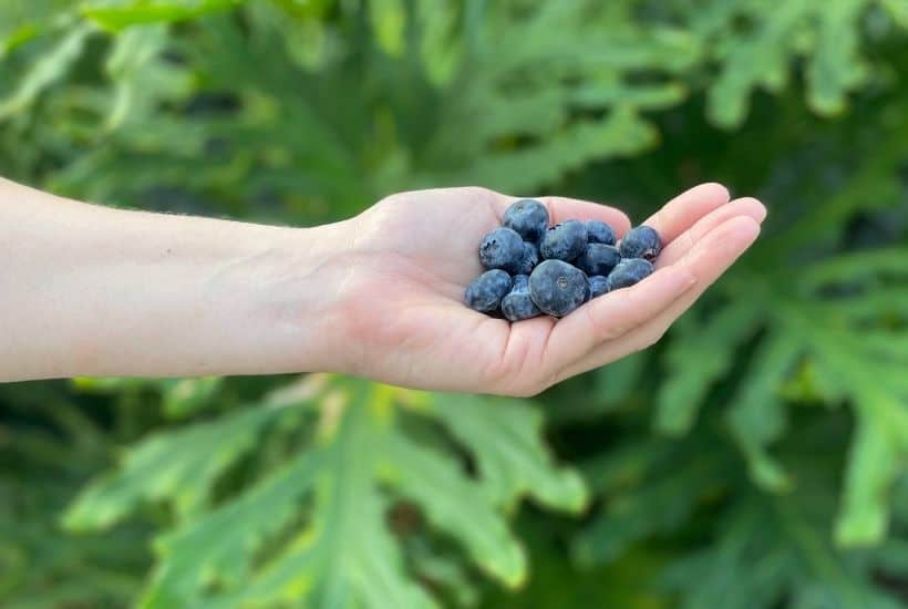Myths about organic food - hand holding blueberries
